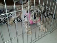 Day of Adoption