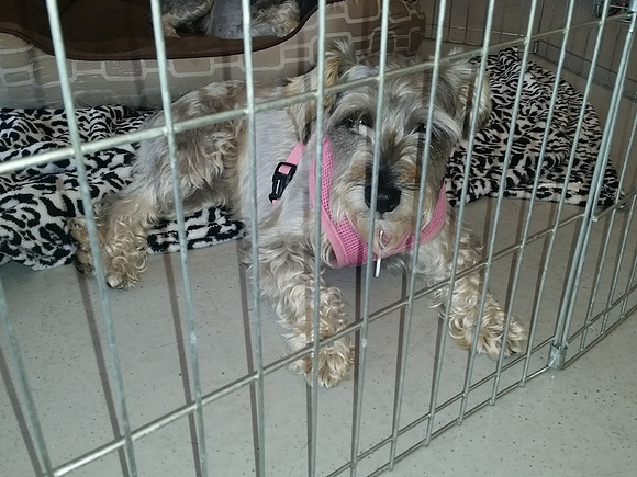 Day of Adoption