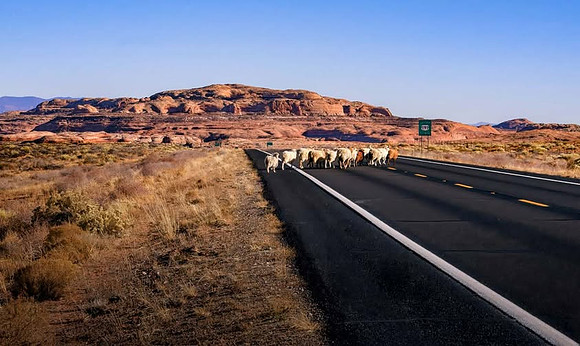 Crossing the Road