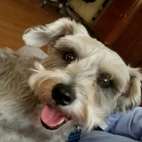 Happy Dog
