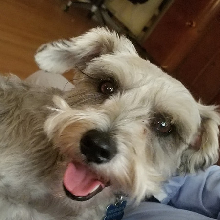 Happy Dog
