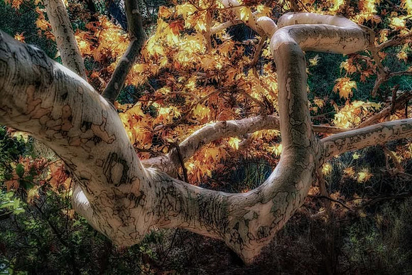 Tree Branches